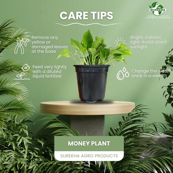 Money_Plant_With_Pot