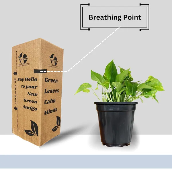 Money_Plant_With_Pot