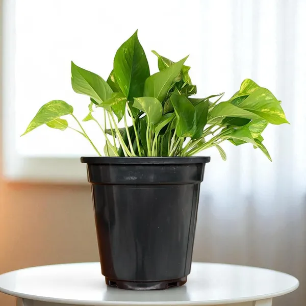 Money_Plant_With_Pot