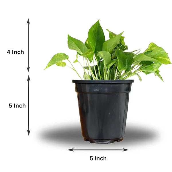 Money_Plant_With_Pot