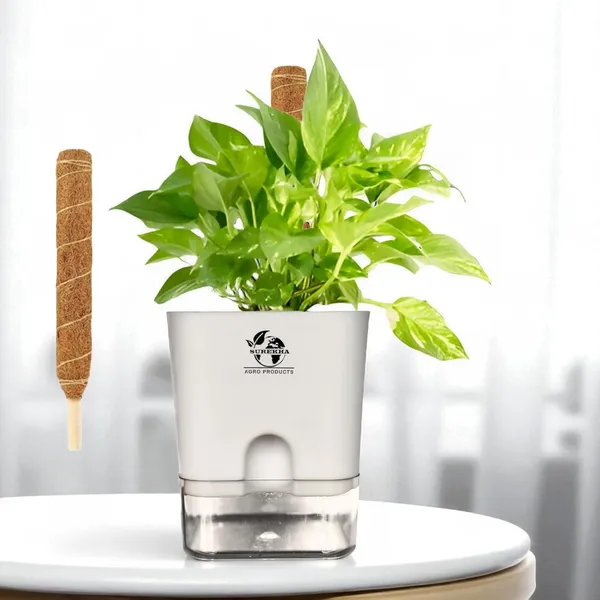 Money_Plant_With_Self_Watering_Pot