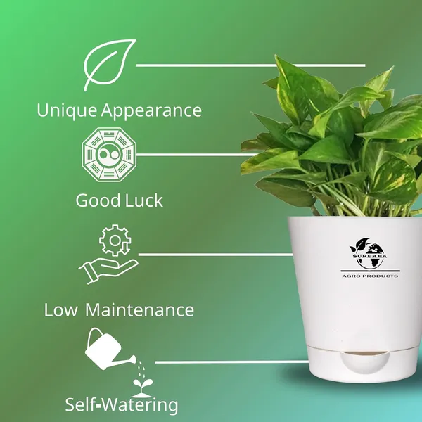 Money_Plant_With_Self_Watering_Pot