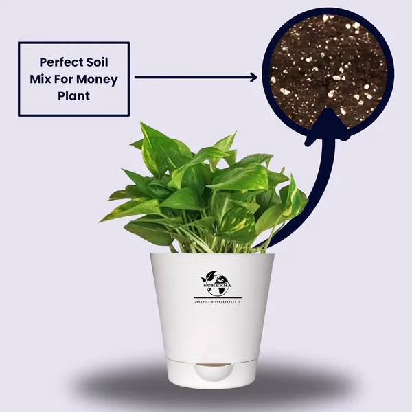 Money_Plant_With_Self_Watering_Pot