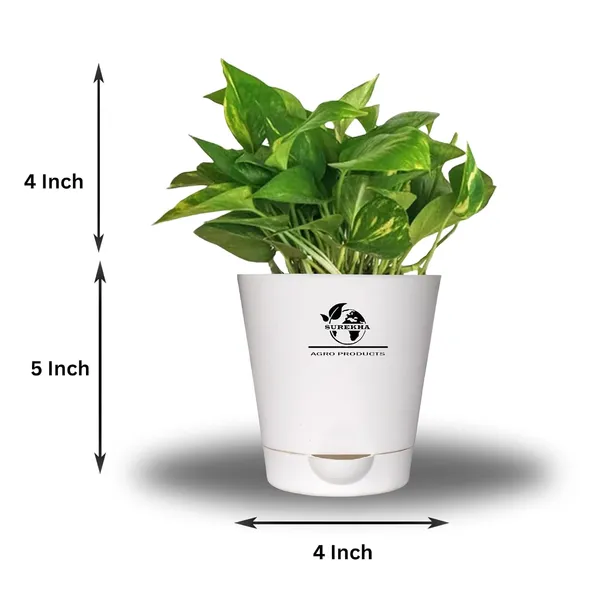 Money_Plant_With_Self_Watering_Pot
