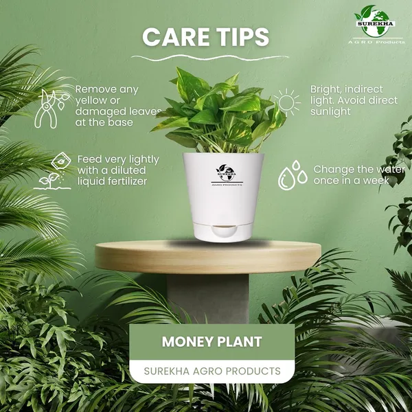 Money_Plant_With_Self_Watering_Pot