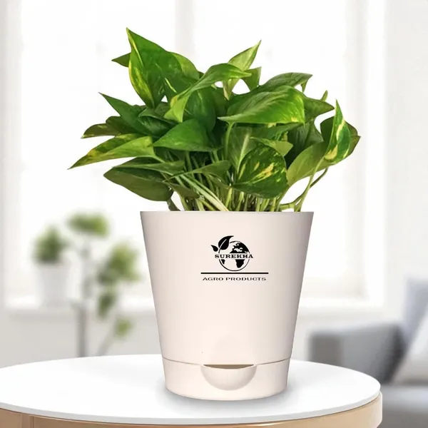 Money_Plant_With_Self_Watering_Pot