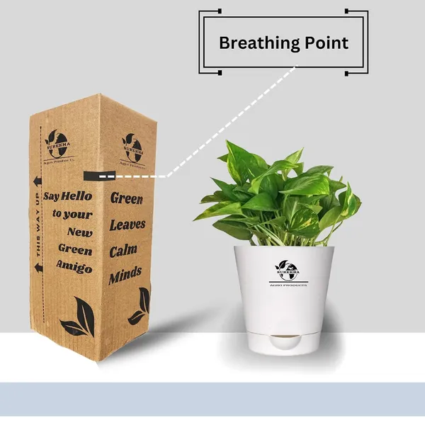 Money_Plant_With_Self_Watering_Pot