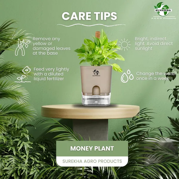 Money_Plant_With_Self_Watering_Pot