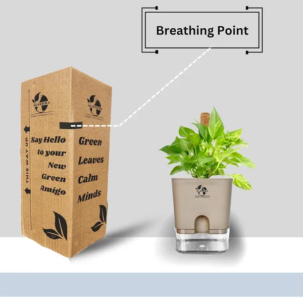 Money_Plant_With_Self_Watering_Pot