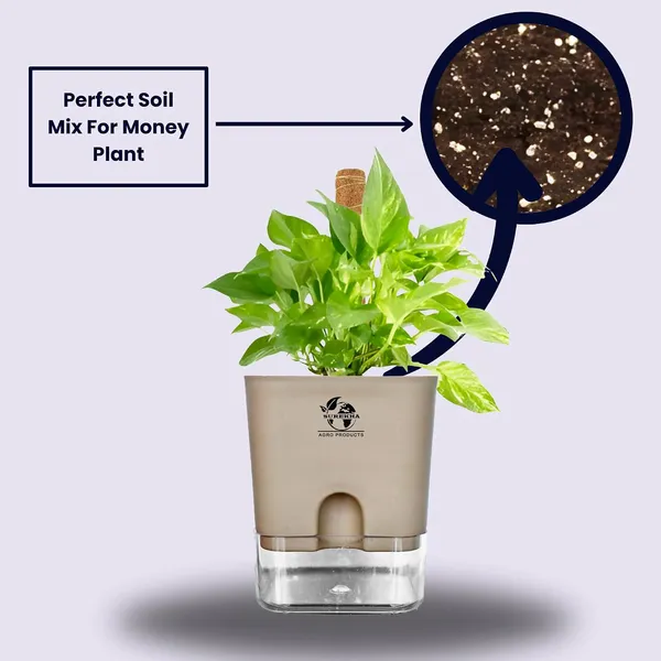 Money_Plant_With_Self_Watering_Pot