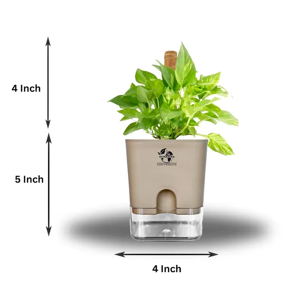 Money_Plant_With_Self_Watering_Pot