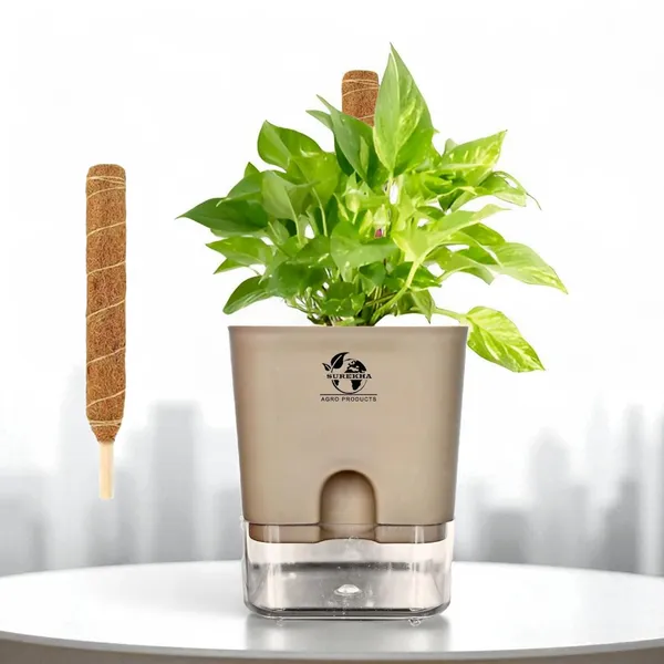Money_Plant_With_Self_Watering_Pot