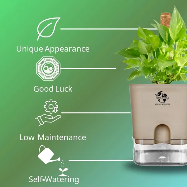 Money_Plant_With_Self_Watering_Pot