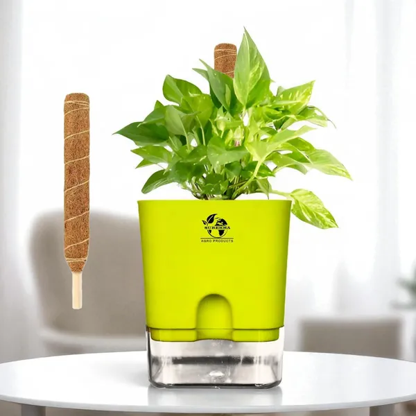 Money_Plant_With_Self_Watering_Pot