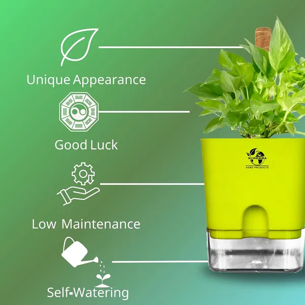 Money_Plant_With_Self_Watering_Pot