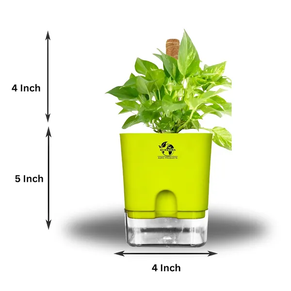 Money_Plant_With_Self_Watering_Pot