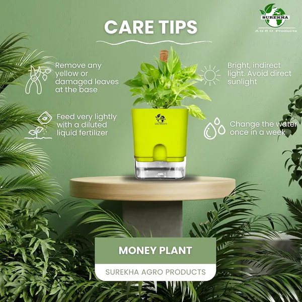 Money_Plant_With_Self_Watering_Pot