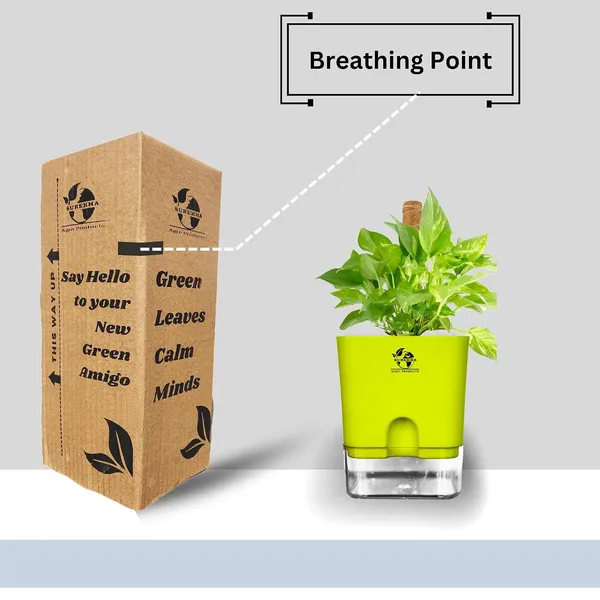 Money_Plant_With_Self_Watering_Pot