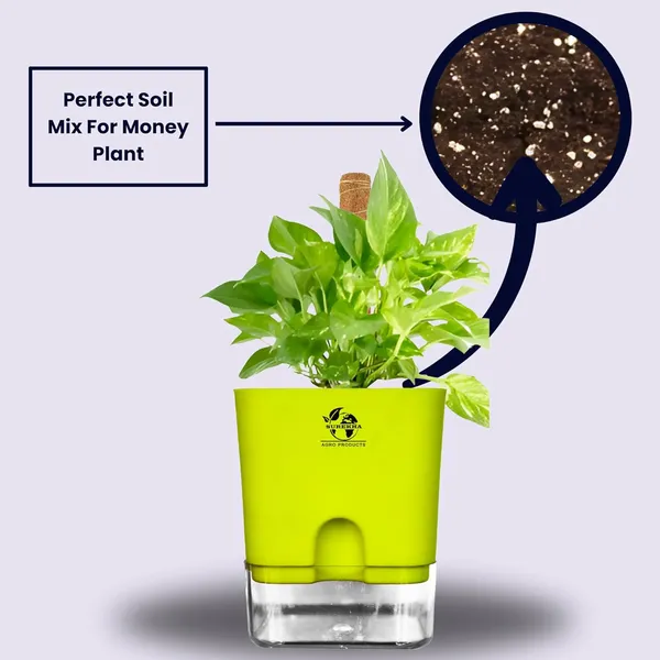 Money_Plant_With_Self_Watering_Pot
