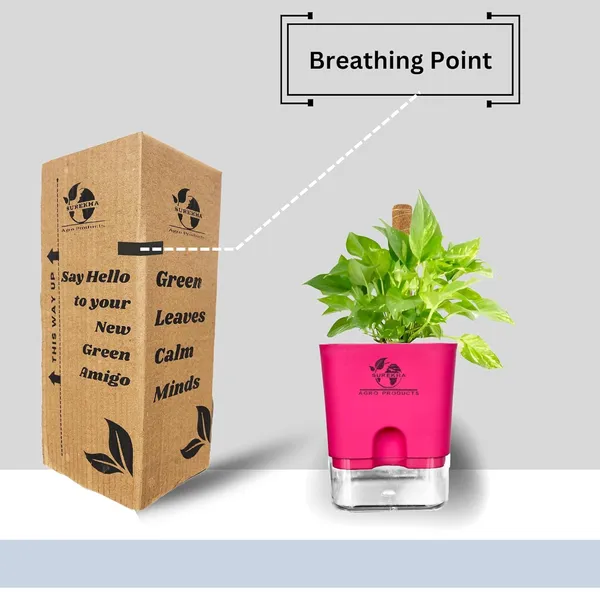 Money_Plant_With_Self_Watering_Pot_And_Moss_Stick