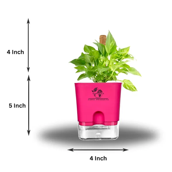 Money_Plant_With_Self_Watering_Pot_And_Moss_Stick