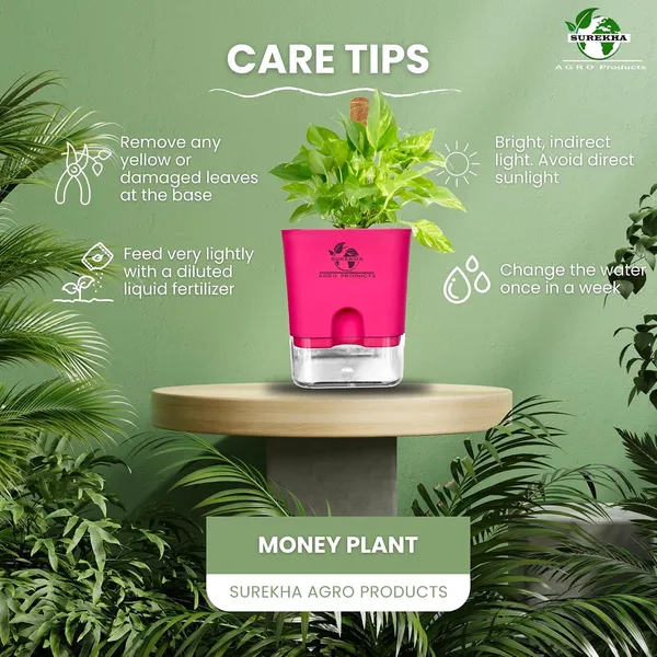 Money_Plant_With_Self_Watering_Pot_And_Moss_Stick