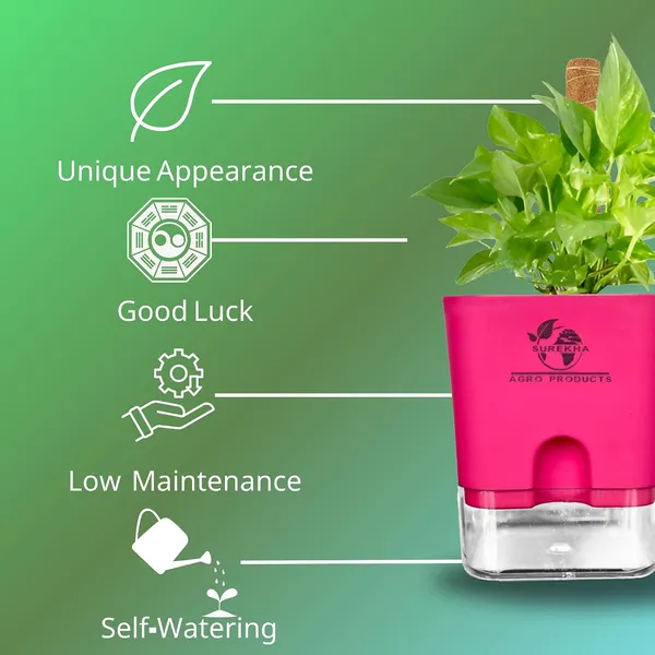 Money_Plant_With_Self_Watering_Pot_And_Moss_Stick