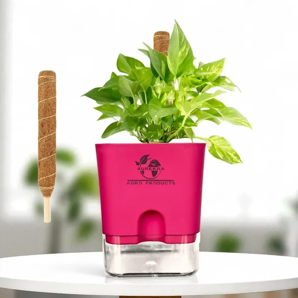 Money_Plant_With_Self_Watering_Pot_And_Moss_Stick