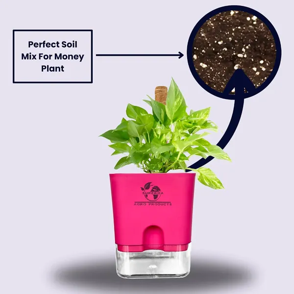 Money_Plant_With_Self_Watering_Pot_And_Moss_Stick