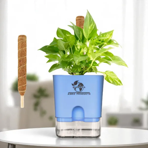 Money_Plant_With_Self_Watering_Pot