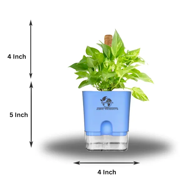 Money_Plant_With_Self_Watering_Pot
