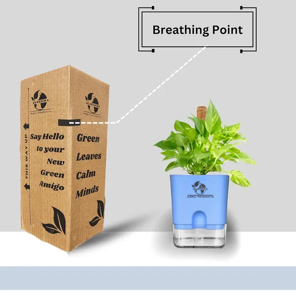 Money_Plant_With_Self_Watering_Pot