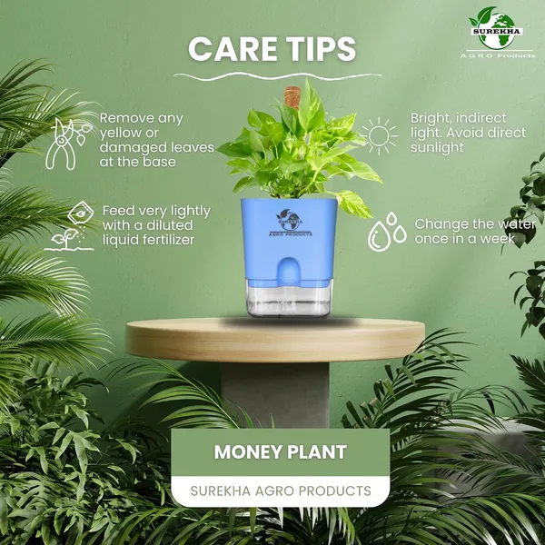 Money_Plant_With_Self_Watering_Pot