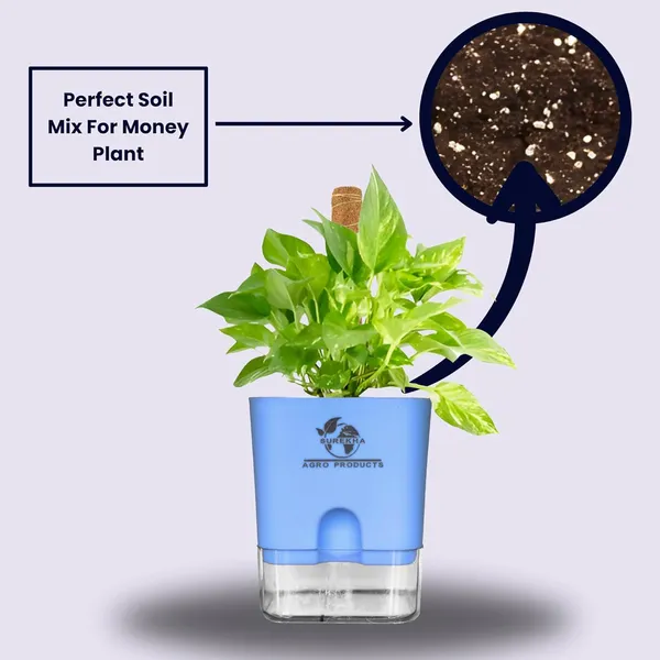 Money_Plant_With_Self_Watering_Pot