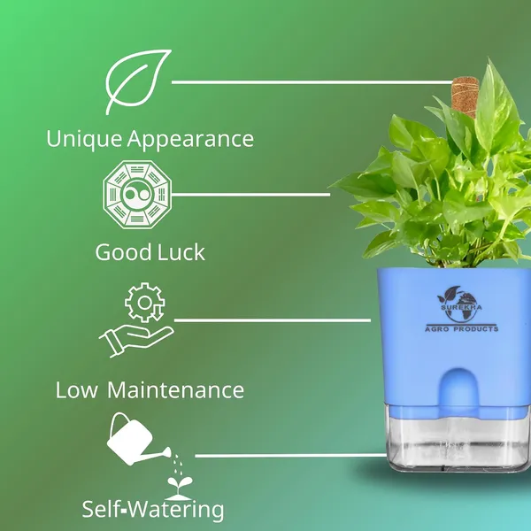 Money_Plant_With_Self_Watering_Pot