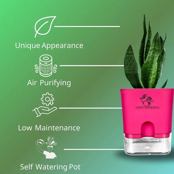 Sansevieria_Superba_Snake_Plant_With_Self_Watering_Pot