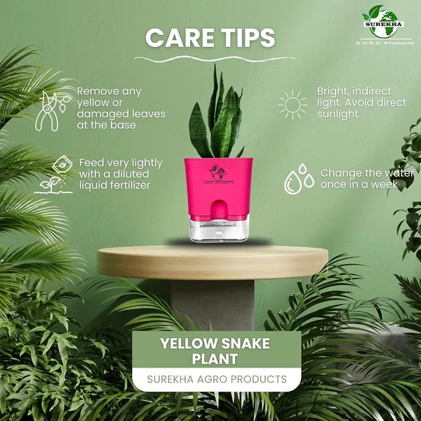 Sansevieria_Superba_Snake_Plant_With_Self_Watering_Pot