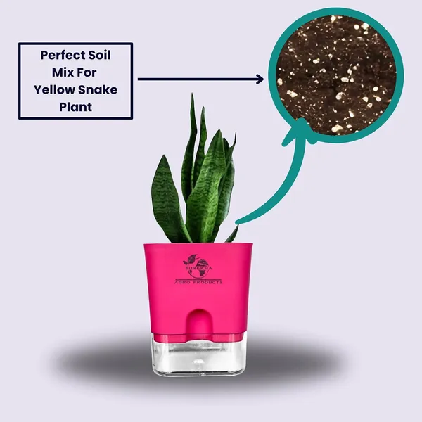 Sansevieria_Superba_Snake_Plant_With_Self_Watering_Pot