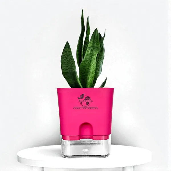 Sansevieria_Superba_Snake_Plant_With_Self_Watering_Pot