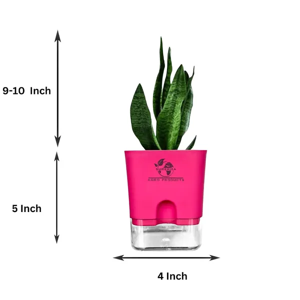Sansevieria_Superba_Snake_Plant_With_Self_Watering_Pot
