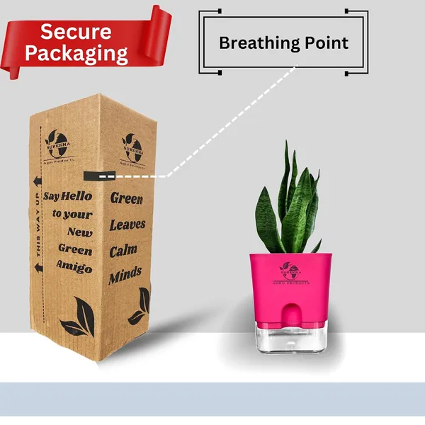 Sansevieria_Superba_Snake_Plant_With_Self_Watering_Pot
