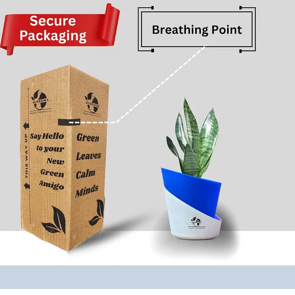 Sansevieria_Superba_Snake_Plant_With_Self_Watering_Pot