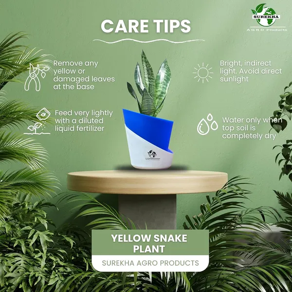 Sansevieria_Superba_Snake_Plant_With_Self_Watering_Pot