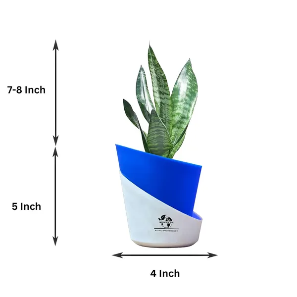 Sansevieria_Superba_Snake_Plant_With_Self_Watering_Pot
