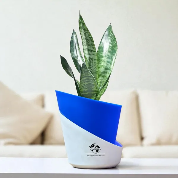 Sansevieria_Superba_Snake_Plant_With_Self_Watering_Pot