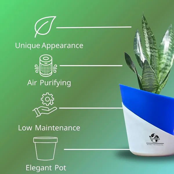Sansevieria_Superba_Snake_Plant_With_Self_Watering_Pot
