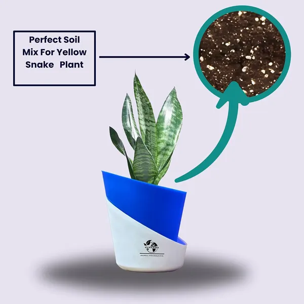 Sansevieria_Superba_Snake_Plant_With_Self_Watering_Pot