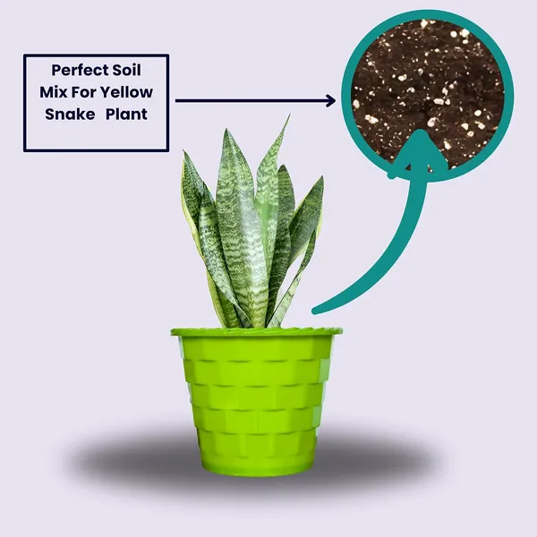 Sansevieria_Superba_Snake_Plant