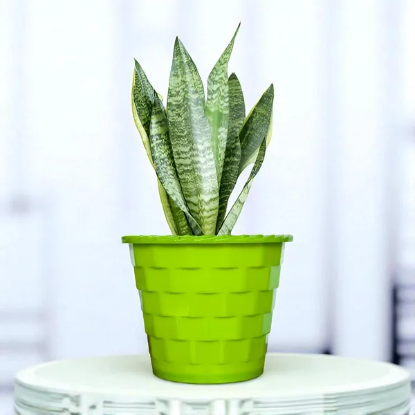 Sansevieria_Superba_Snake_Plant