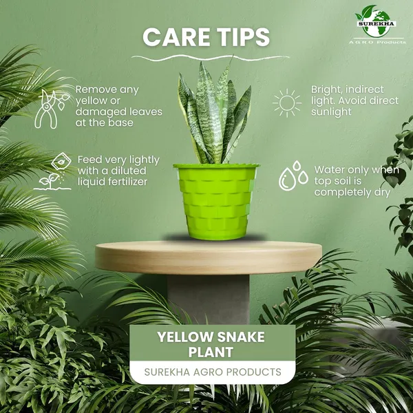 Sansevieria_Superba_Snake_Plant